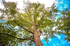 Best Arborist Consultation Services  in Tyrone, PA